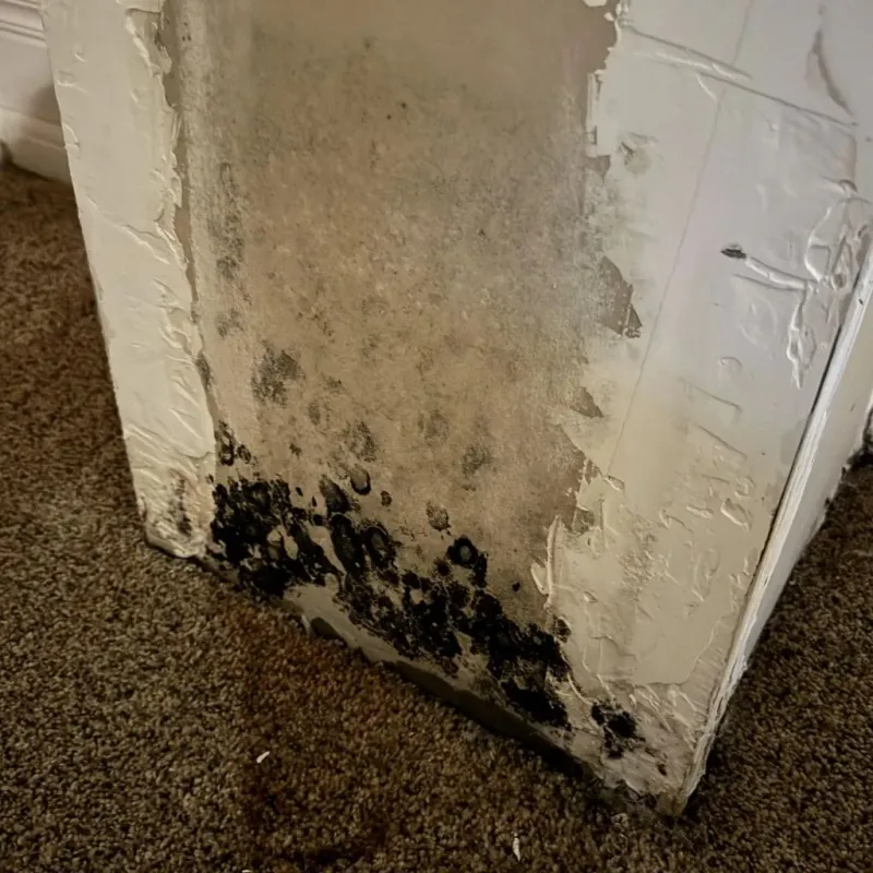 Professional Mold Removal in Bellefonte, PA